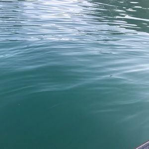 Meet your Posher, Jes